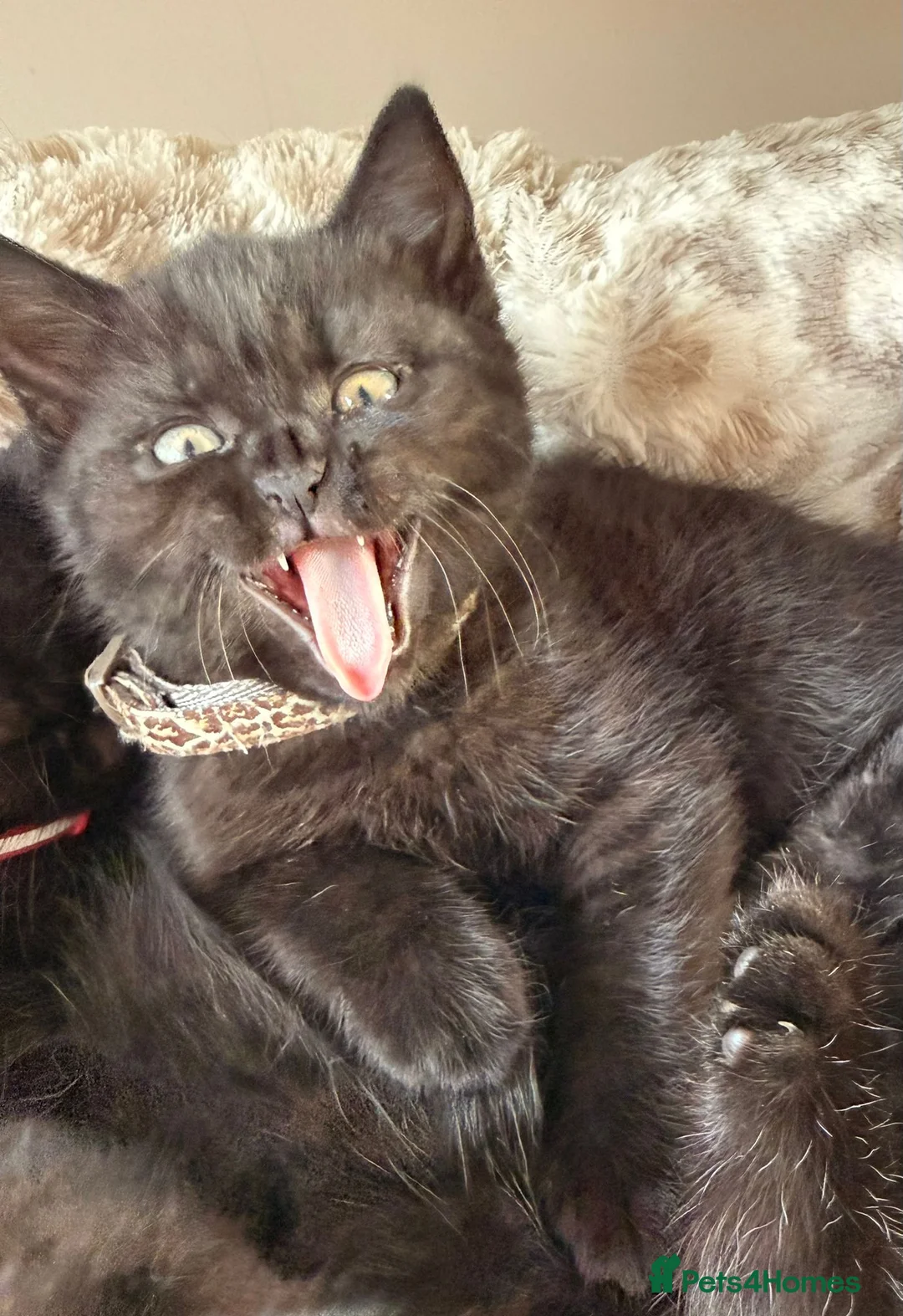 Mixed Breed cats for sale: British Shorthair Cross - Advert 5