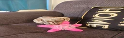 Miniature Dachshund dogs for sale: Female dashund in Skegness - Advert 8