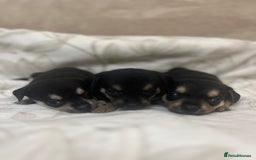 Chihuahua dogs for sale: 6 adorable chihuahuas - Image 2
