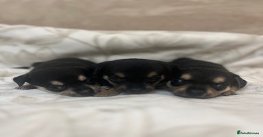 Chihuahua dogs - Advert 9