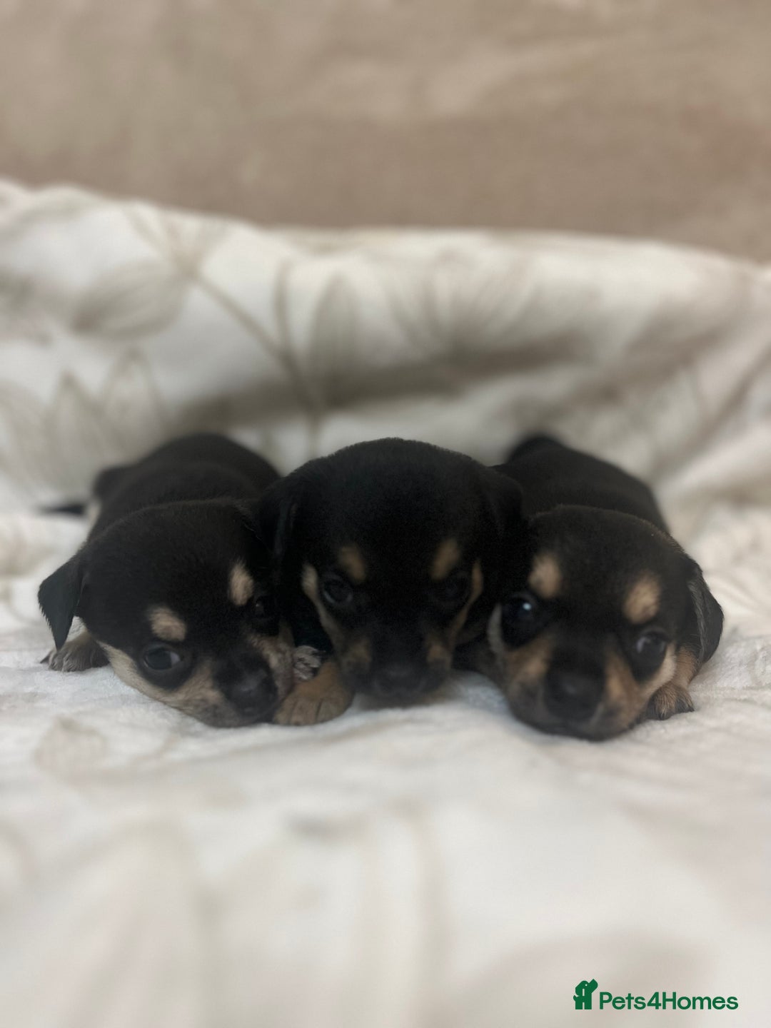 Chihuahua dogs for sale: 6 adorable chihuahuas - Image 2