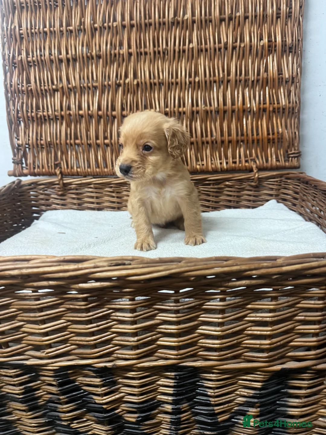 Cocker Spaniel dogs for sale: Fully DNA health tested cocker spaniel puppies - Advert 16
