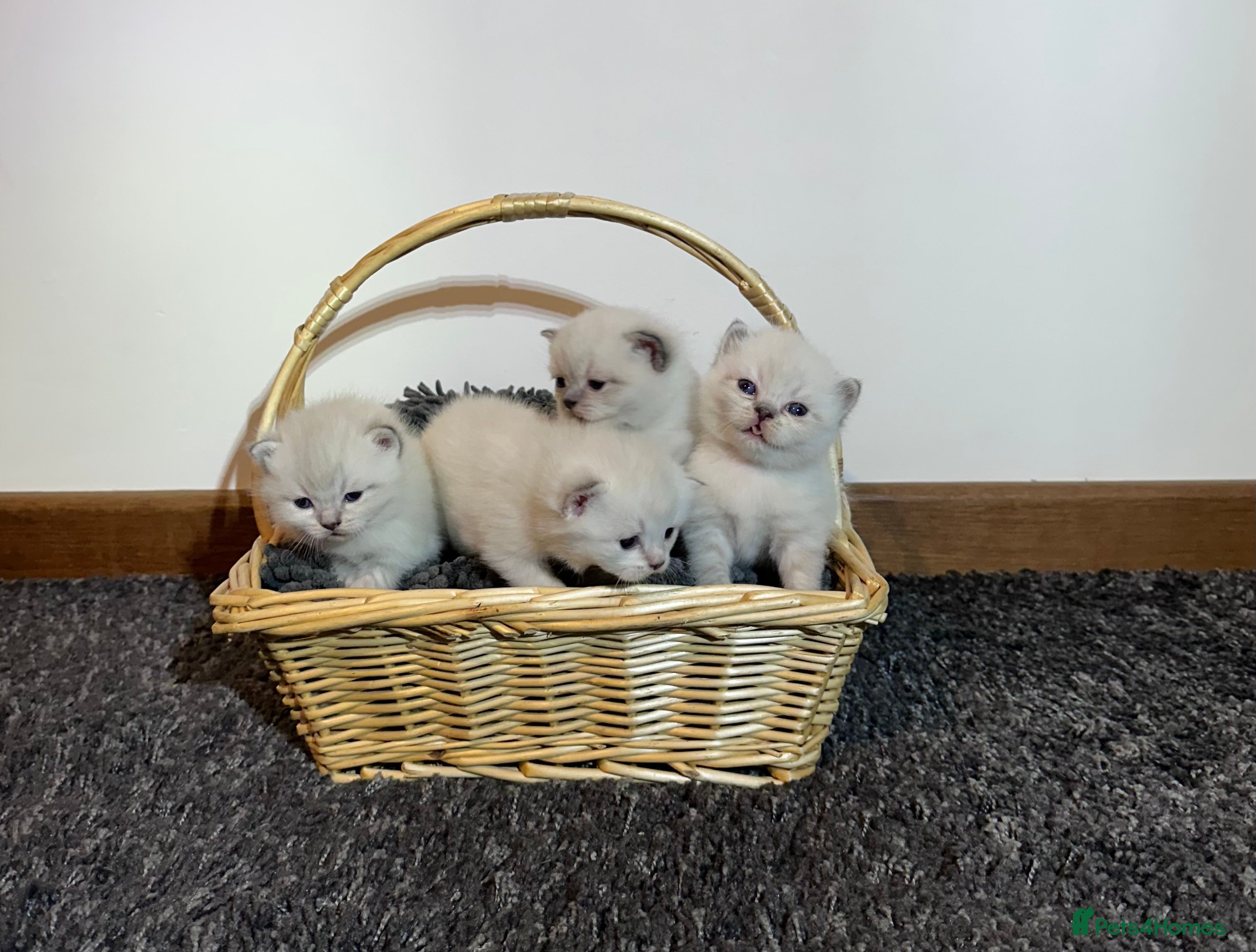 British Shorthair cats Pure Pedigree BSH Kittens for Sale - Advert 2