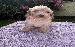 Cockapoo dogs for sale: Cockapoo puppies  - Image 6