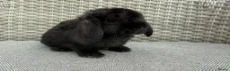 Mini Lop rabbits for sale: Last 2 plush lops available to reserve - Advert 6