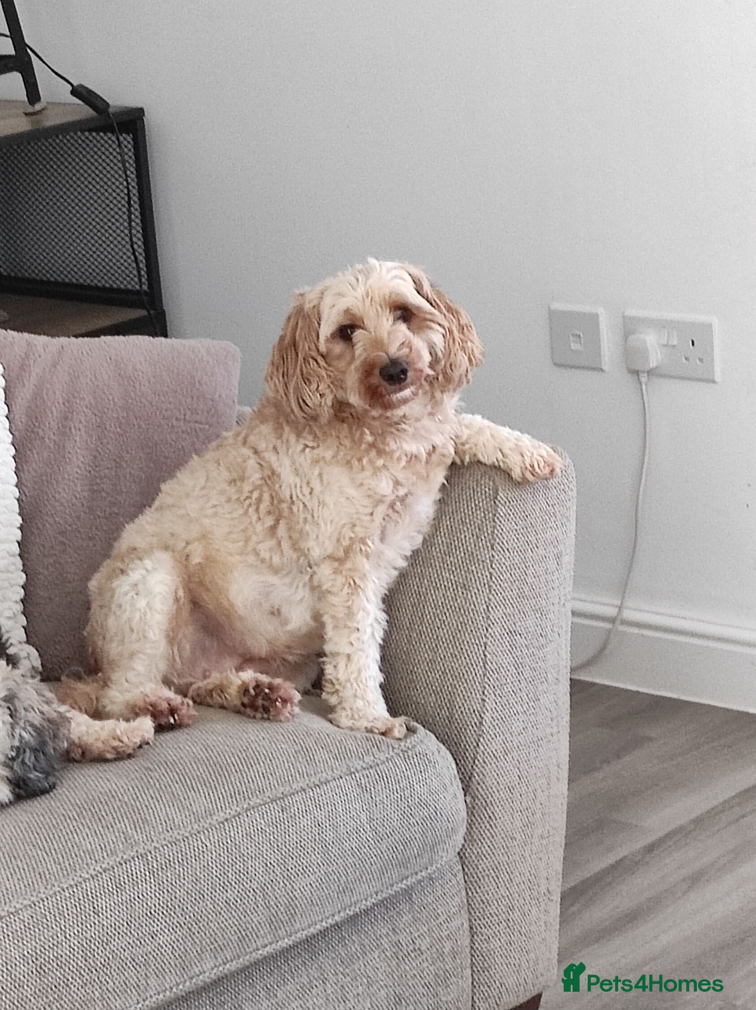 Cockapoo dogs Adult Female Cockapoo - Advert 2