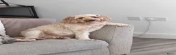Cockapoo dogs for sale: Adult Female Cockapoo in Wigan - Advert 1
