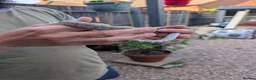 Corn Snake reptiles for sale: Corn snake in Gloucester - Advert 12
