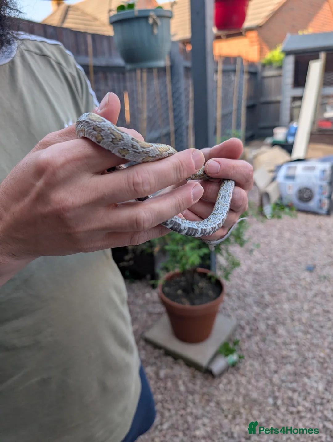 Corn Snake reptiles for sale: Corn snake in Gloucester - Advert 12