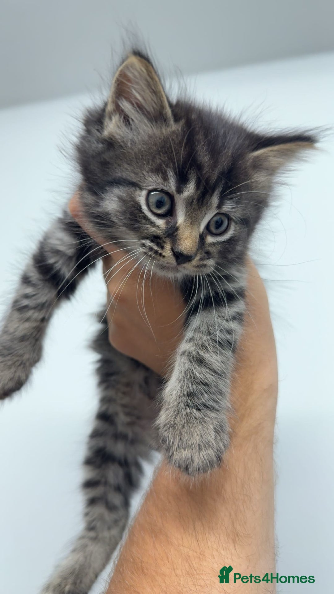 Mixed Breed cats for sale: healthy cute mixed kittens ready to find new homes - Image 1