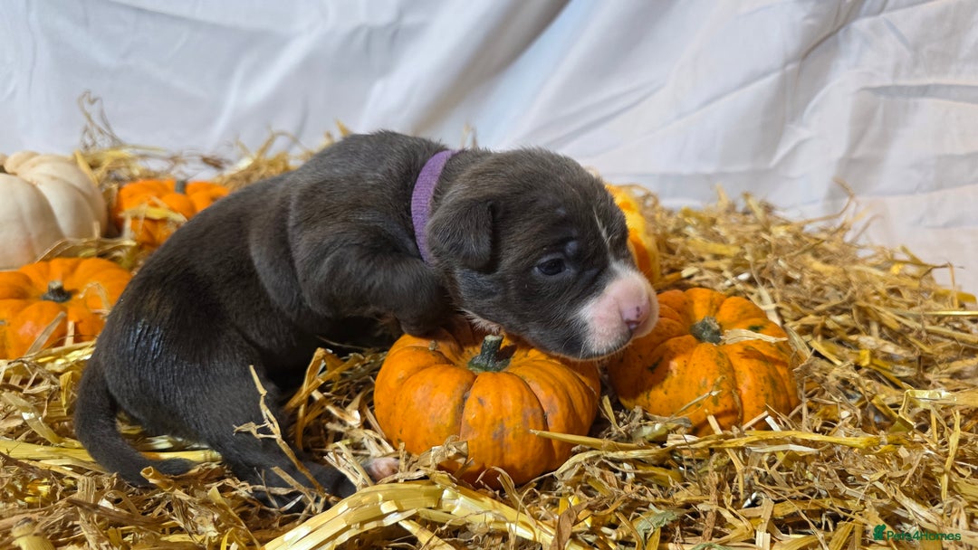Mixed Breed dogs for sale: 12 beautiful puppies - Image 3