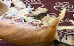 Saluki dogs for sale: Beautiful Saluki  - Image 2