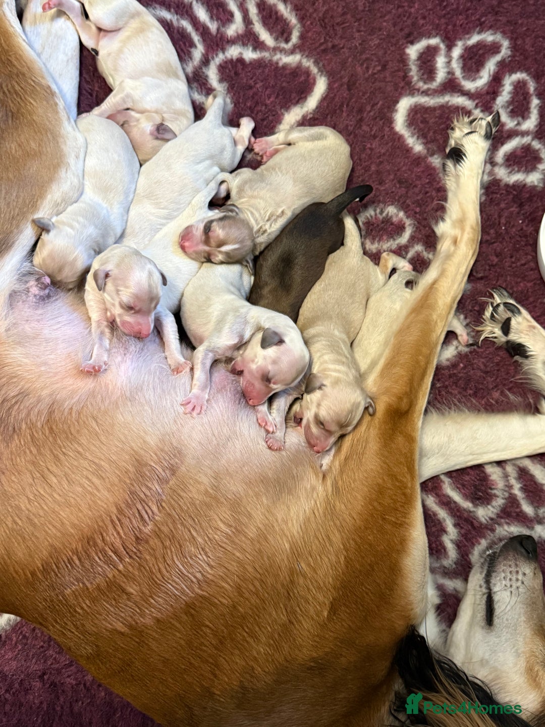 Saluki dogs for sale: Beautiful Saluki  - Image 2