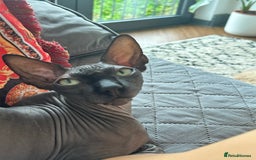 Sphynx cats for sale: Ratty - Grey Male Canadian Sphynx Cat 4 years old  - Image 5