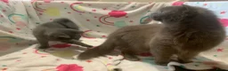 Scottish Fold cats for sale: Lovely & Energetic, Blue Scottish Straight Kitten! - Advert 16