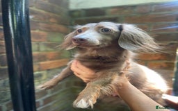 Miniature Dachshund dogs for sale: Stunning Mini Dachshund*1 LH Boy & 1 SH Girl left* - Image 10