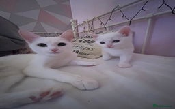Domestic Shorthair cats for sale: Mother and kitten  - Image 3