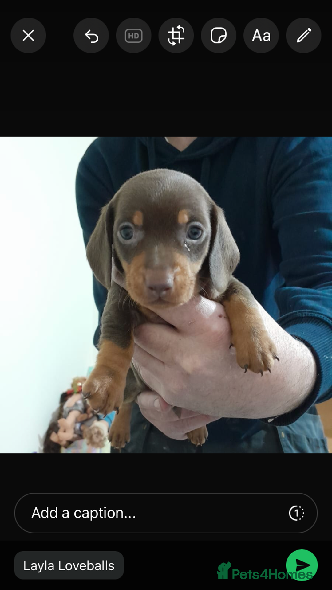 Miniature Dachshund dogs for sale: Miniature Daschund  - Advert 2