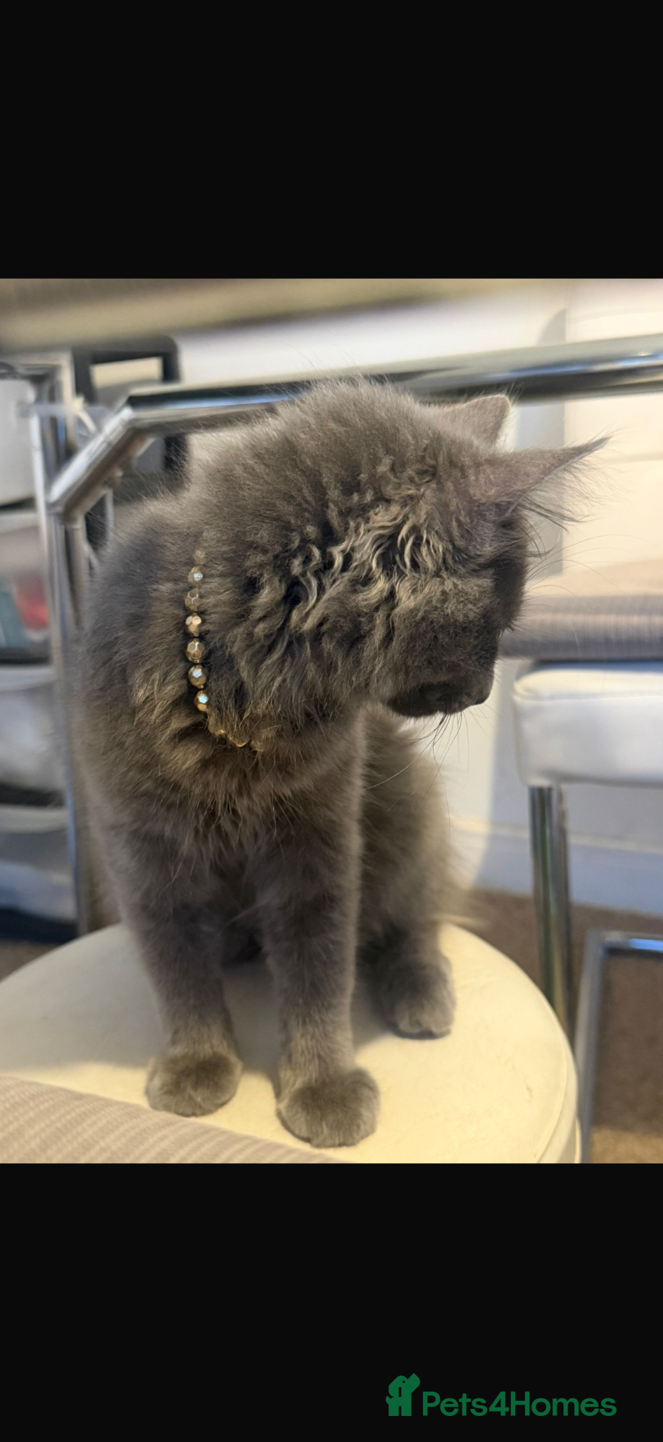 British Longhair cats Lovely cat for sale  - Advert 5