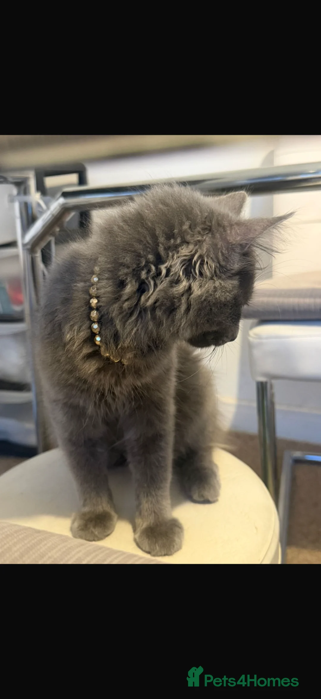 British Longhair cats for sale: Lovely cat for sale  - Advert 1