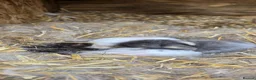 Mini Lop rabbits for sale: Baby mini lops / lion lops in Nottingham - Advert 27