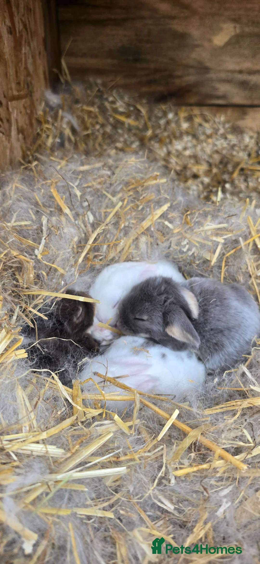 Mini Lop rabbits for sale: Baby mini lops / lion lops - Advert 25