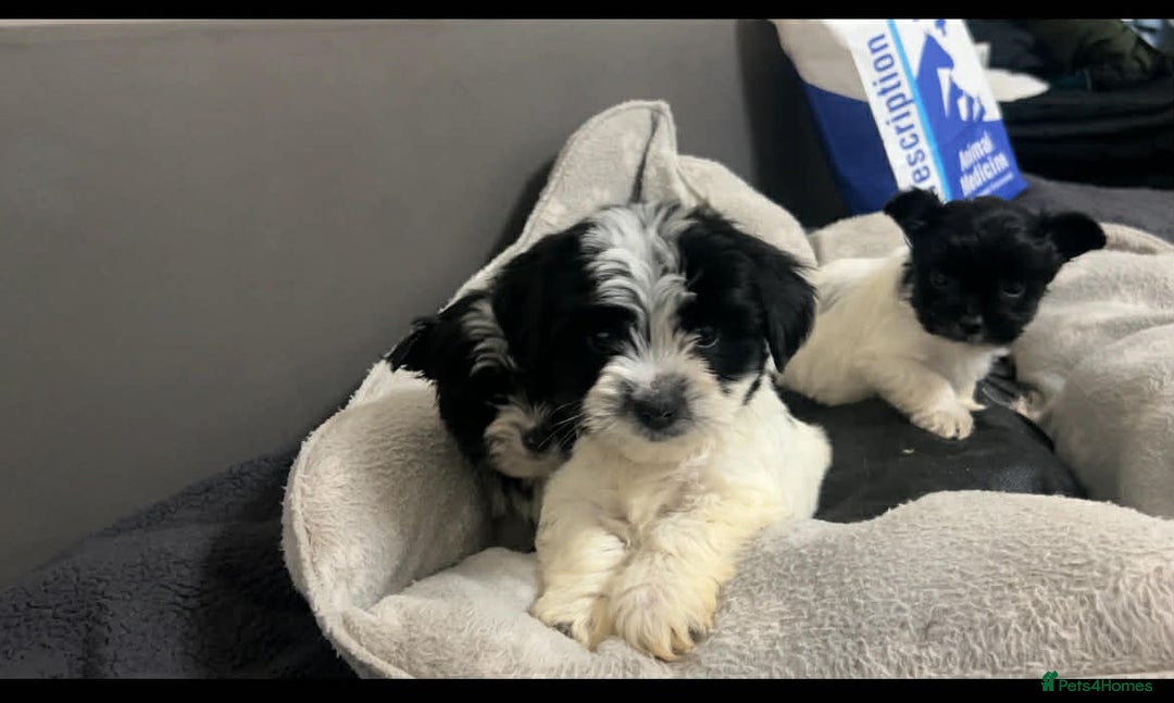 Biewer Terrier dogs for sale: Beautiful biewer terrier puppies for sale - Advert 3