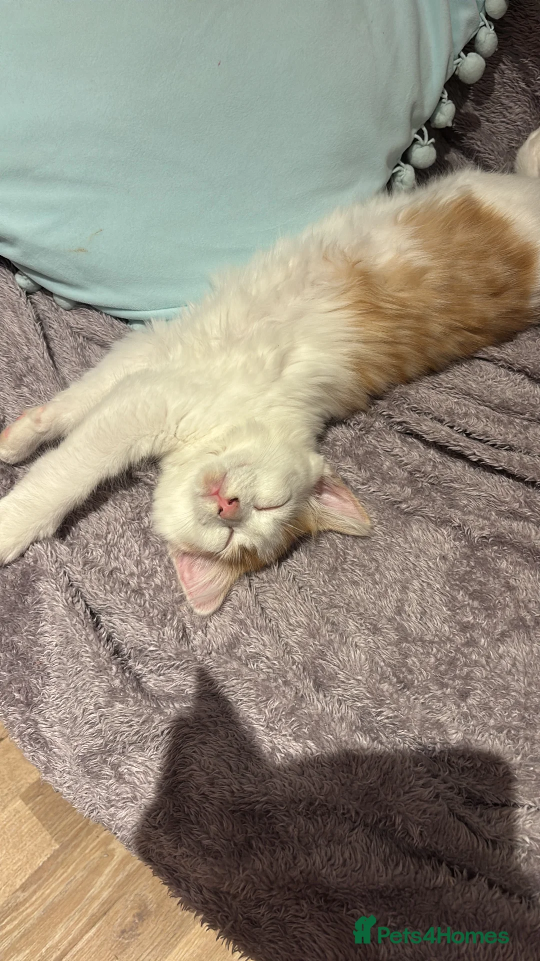 Domestic Shorthair cats for sale: Ginger & White Male Kitten - last of litter  - Advert 4