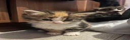 Mixed Breed cats for sale: Beautiful longhair kittens for sale  - Advert 9