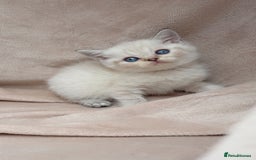 British Shorthair cats for sale: Blue eyed creme/white British shorthair kittens - Image 6