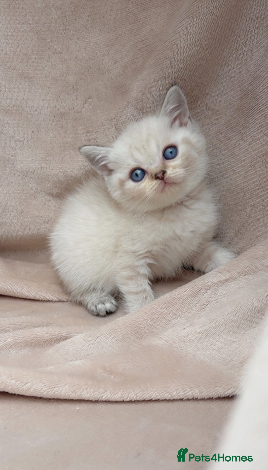 British Shorthair cats for sale: Blue eyed creme/white British shorthair kittens - Image 6