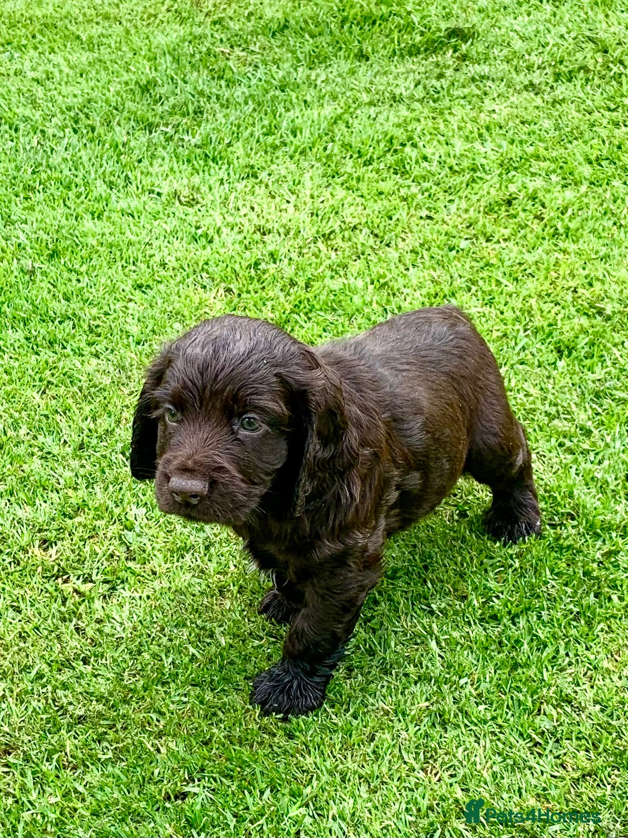 Cocker Spaniel dogs Sired from British Champion - Advert 17