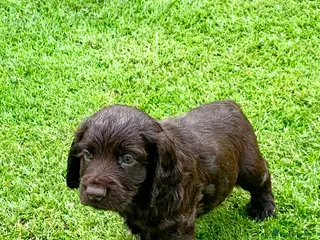 Cocker Spaniel dogs Sired from British Champion - Advert 17