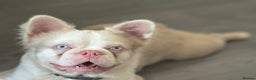 French Bulldog dogs for stud: 🔥 VISUAL PINK VISUAL FLUFFY STUD 🔥  - Advert 3