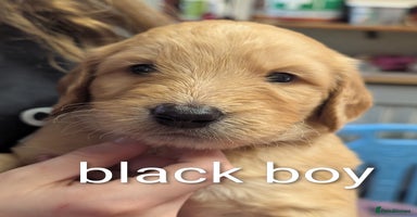 Goldendoodle dogs - Advert 2
