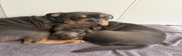 Mixed Breed dogs for sale: Olde English bulldog cross puppies due!  - Advert 7