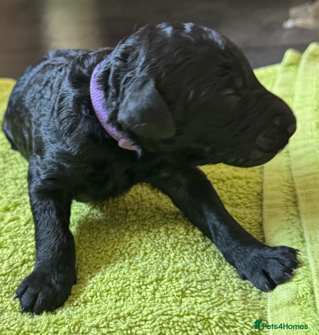 Standard Poodle dogs for sale: Wonderful standard poodle pup’s - Advert 25