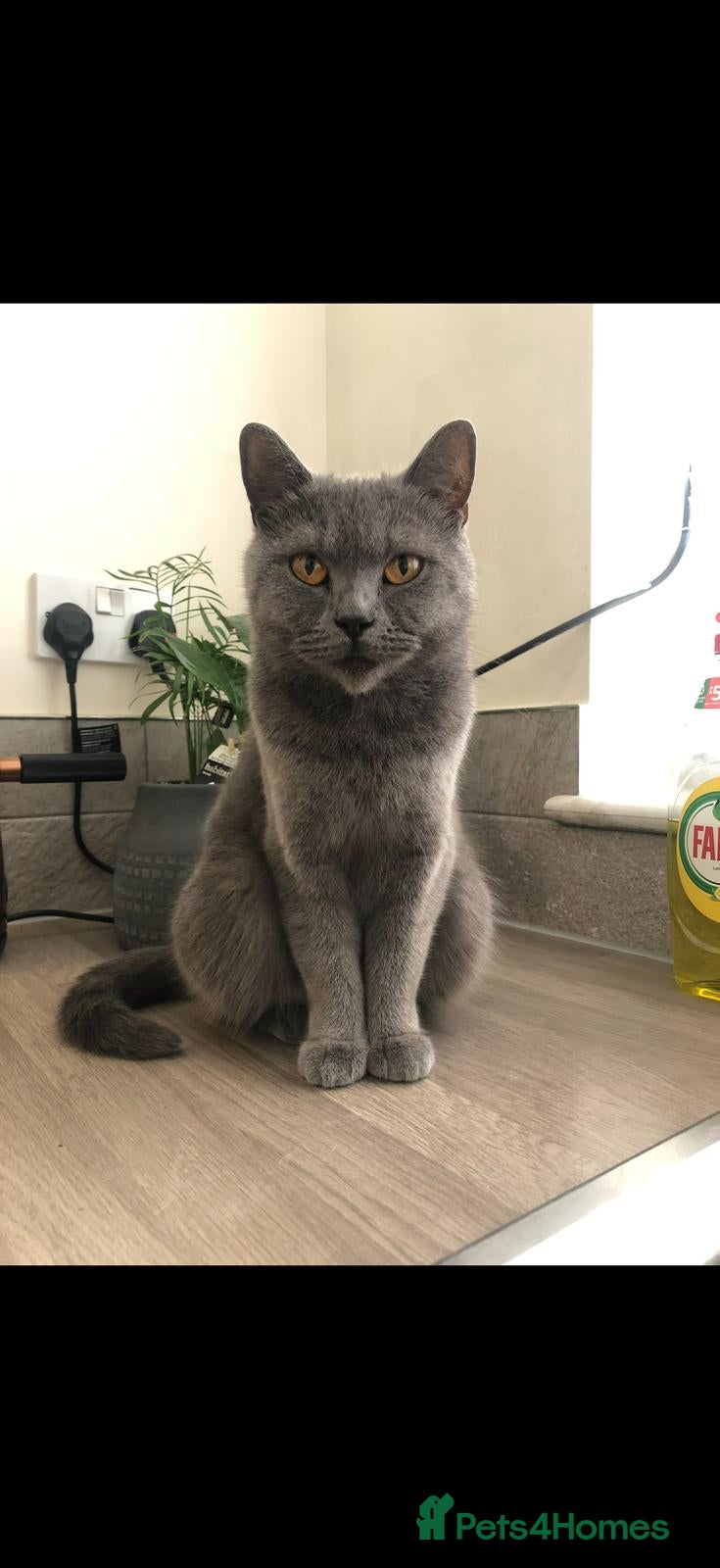 British Shorthair cats LAST 2 BSH LEFT! - Advert 1