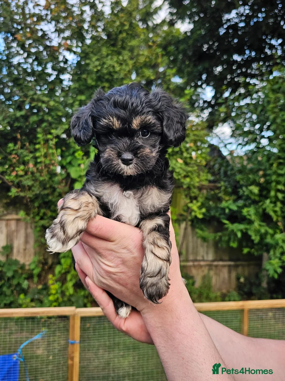 Shihpoo dogs for stud: Otis in Derby - Advert 4