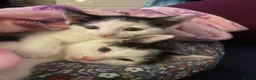 Mixed Breed cats for sale: Lovely twins kittens  - Advert 4