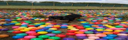 Dachshund dogs for sale: Male dachshund 10 months old  in Milton Keynes - Advert 8