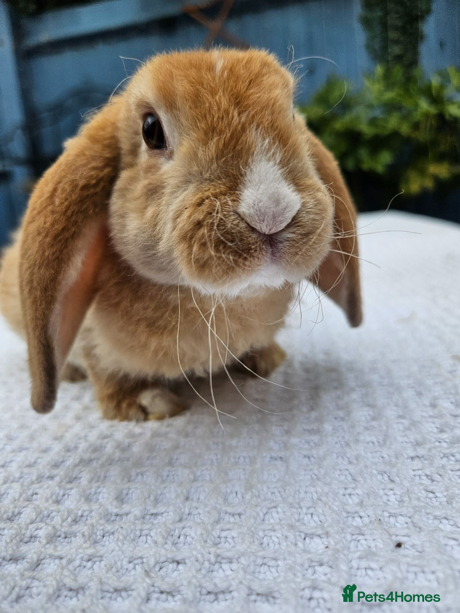 Mini Lop rabbits Pure bred Mini Plush Lops SUFFOLK PLUSH - Advert 1