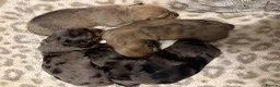 Miniature Dachshund dogs for sale: Miniature dachshund puppies  in Stoke-on-Trent - Advert 8