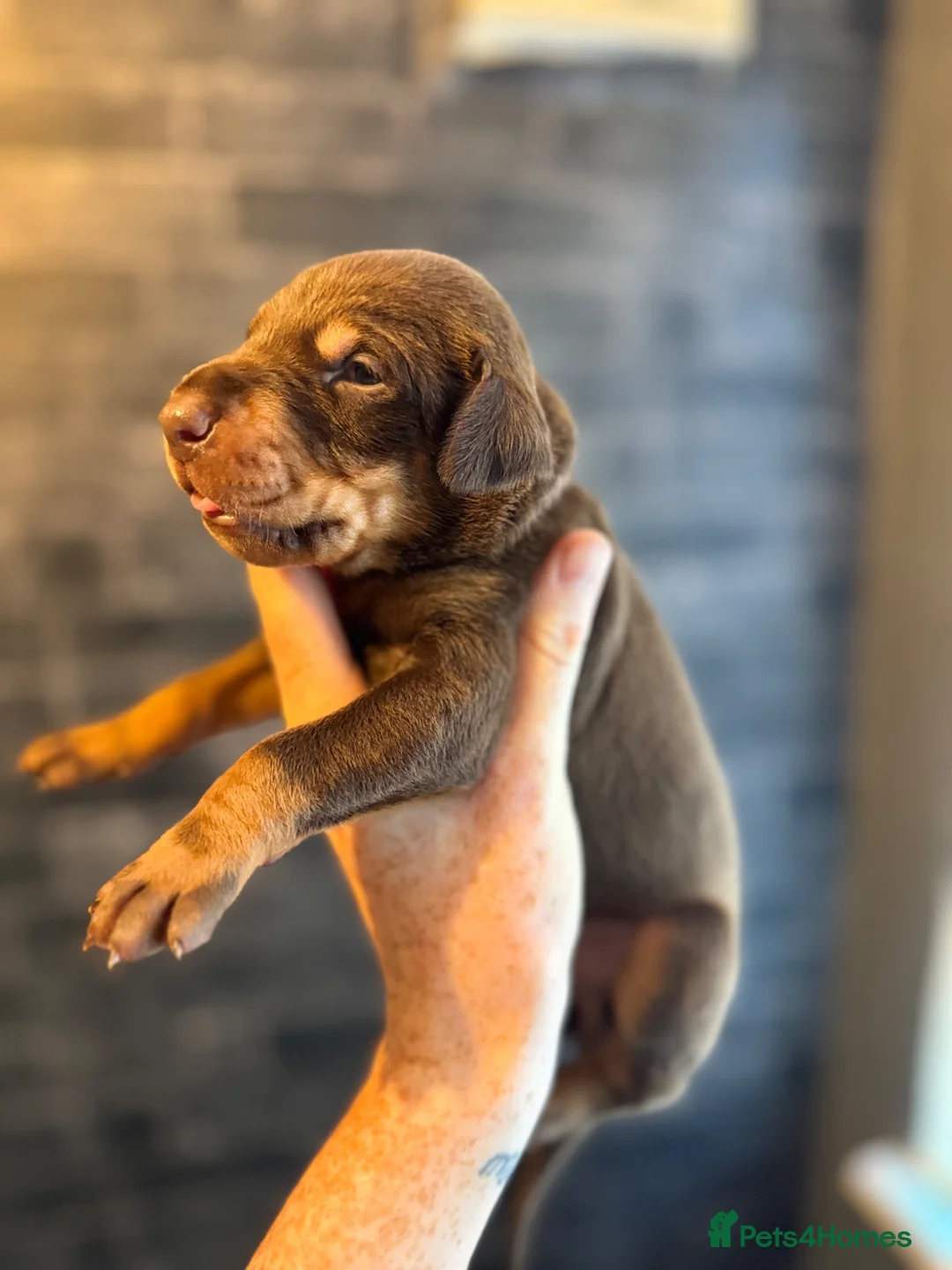 Dobermann dogs for sale: ❌ ready monday❌Health tested Dobermans not Kc reg  - Advert 2