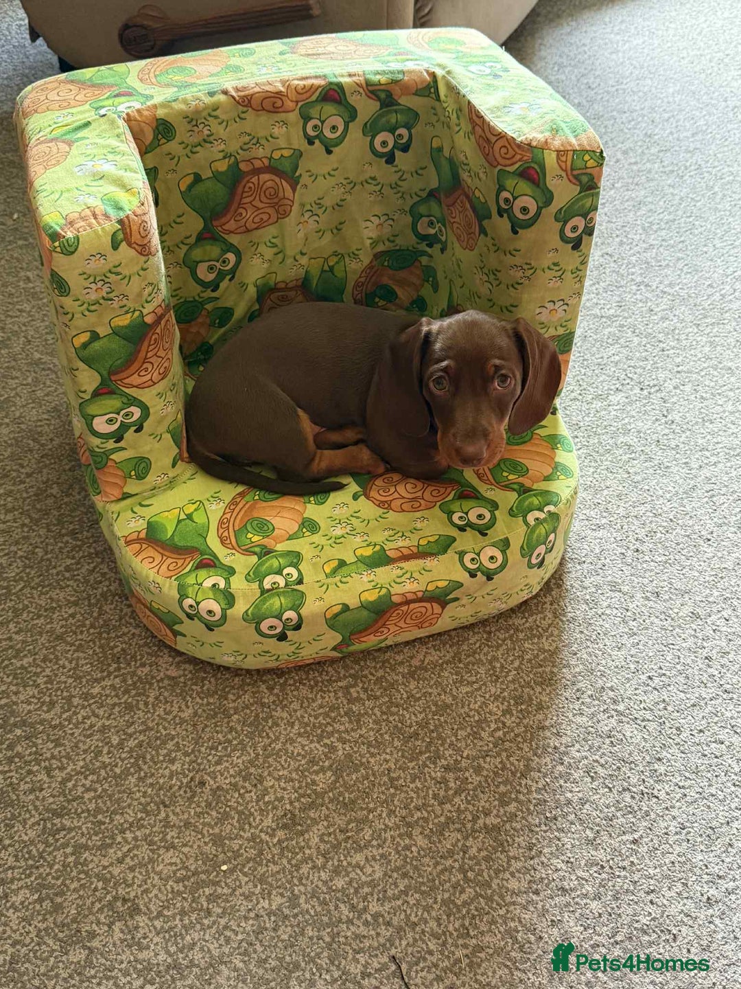 Dachshund dogs for sale: Cute puppy  - Image 3