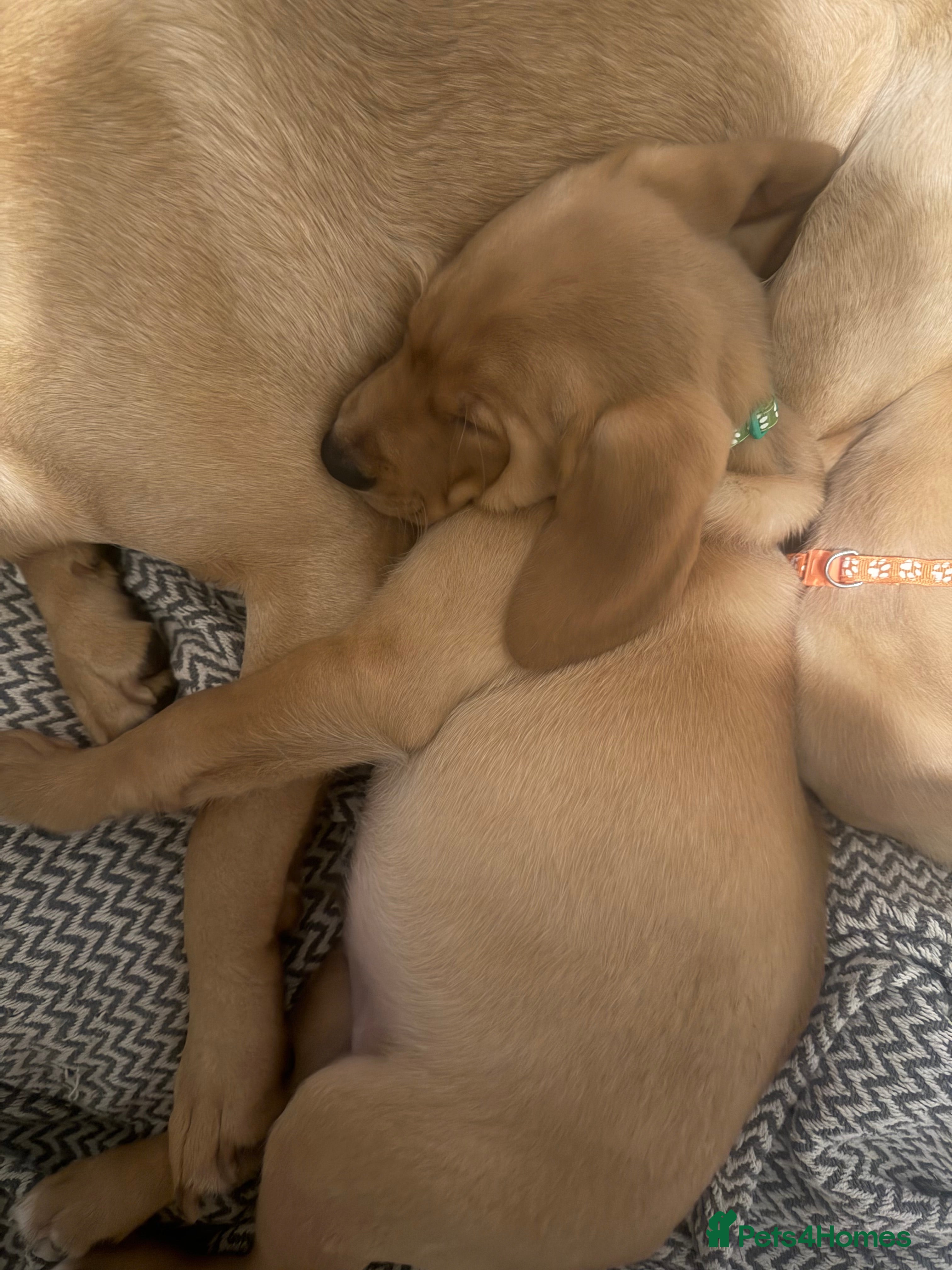 Labrador Retriever dogs Labradors ready to leave now!! - Advert 6