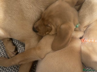 Labrador Retriever dogs Labradors ready to leave now!! - Advert 10