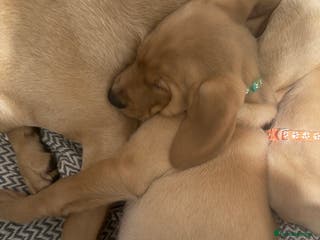 Labrador Retriever dogs Labradors ready to leave now!! - Advert 7