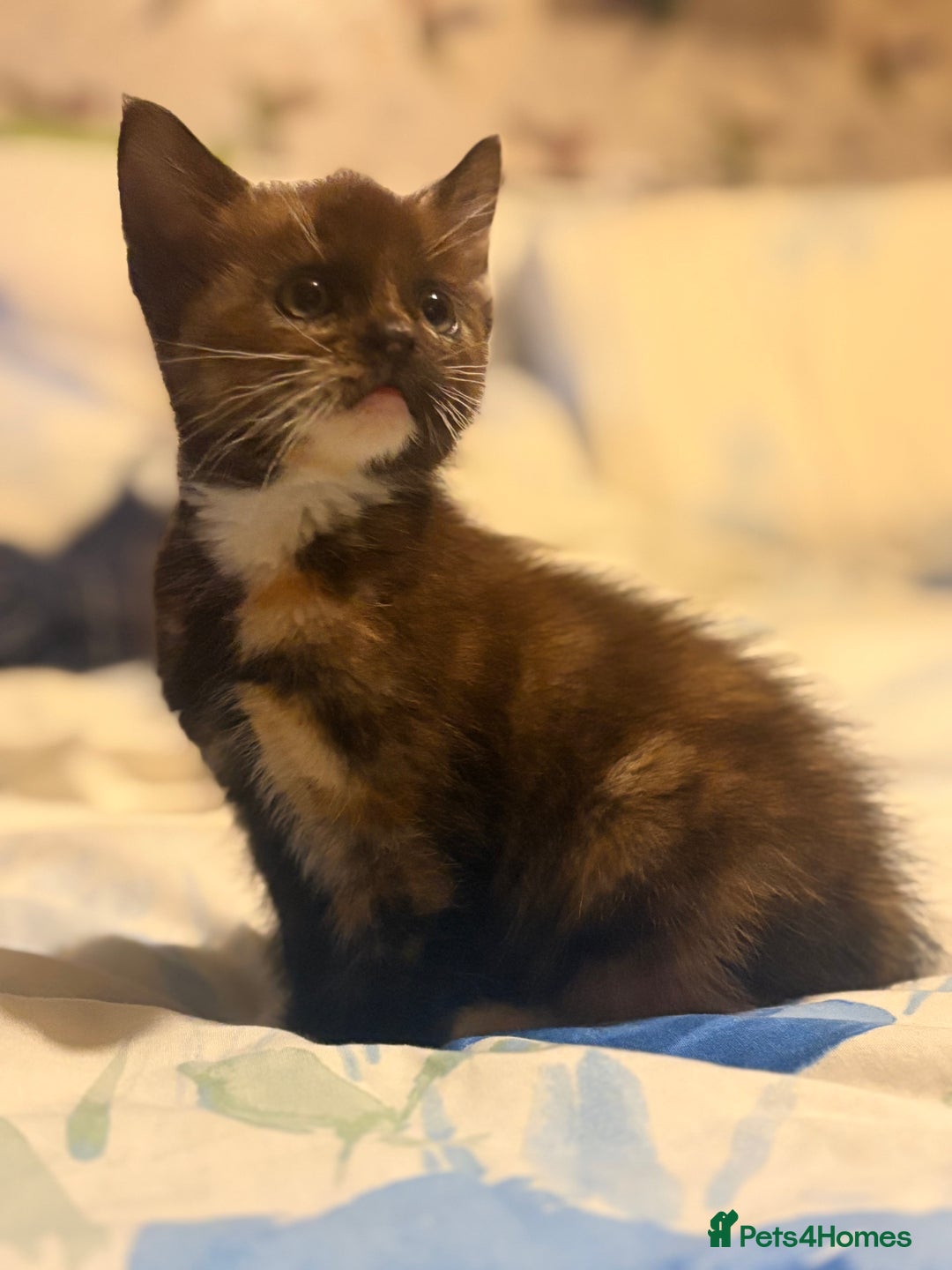 Mixed Breed cats for sale: 3 Stunning Kittens Ready to Go! - Advert 2