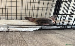 French Bulldog dogs for sale: Female French bulldog ❤️ - Image 2